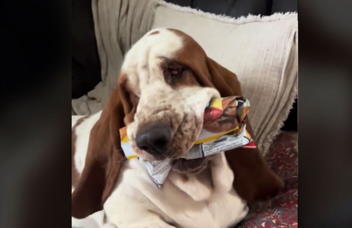 Σκύλος πατατάκια