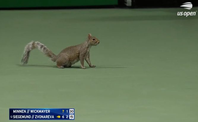 US OPEN σκίουρος