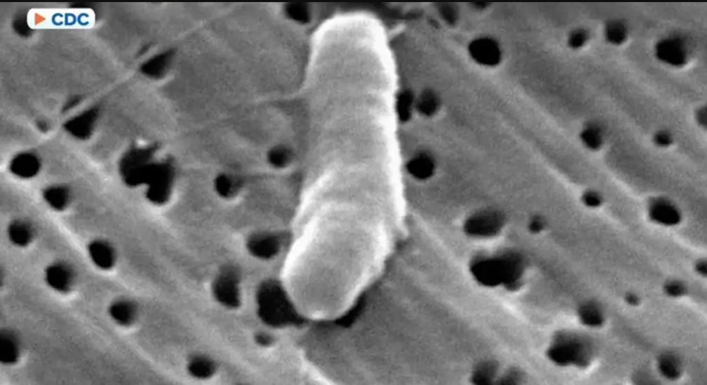 Παρασιτικό σκουλήκι που μπορεί να εισέλθει στον εγκέφαλο βρέθηκε στην Ατλάντα – Τι λένε οι ερευνητές