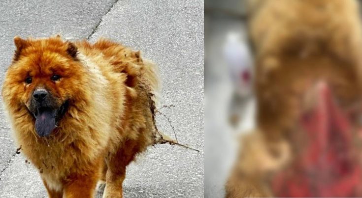 Κακοποίηση σκύλου στην Κρήτη