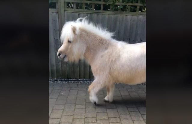 Πόνυ Σέτλαντ: Η πιο γλυκιά και αρχαία ράτσα με καταγωγή από την Σκωτία