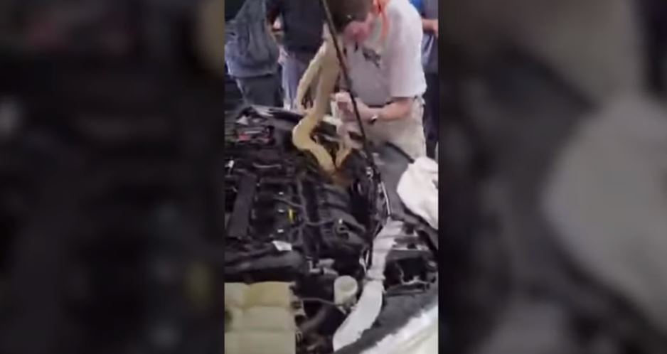 Βόας Φλόριντα