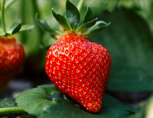 Η αλήθεια για τις λευκές κηλίδες στις φράουλες - Κι όμως, δεν είναι σπόροι