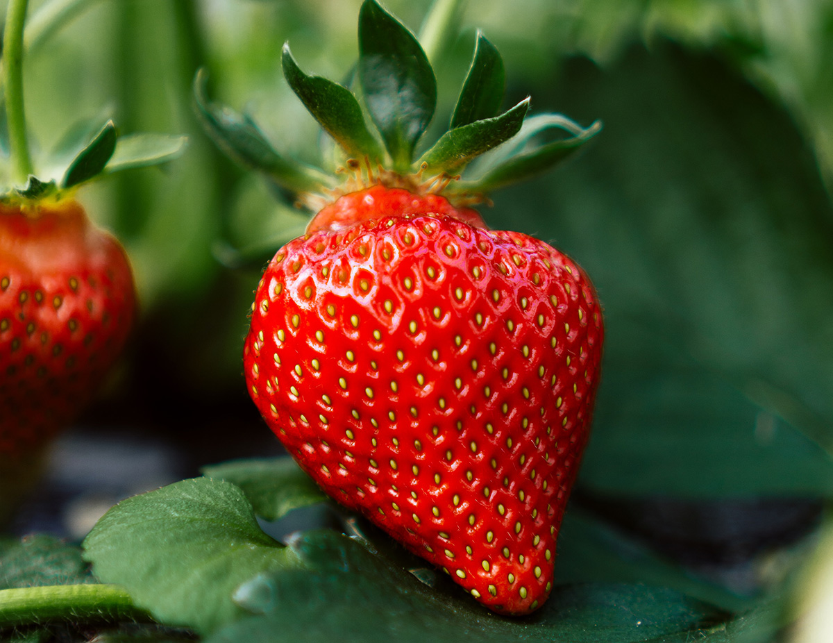 Η αλήθεια για τις λευκές κηλίδες στις φράουλες - Κι όμως, δεν είναι σπόροι