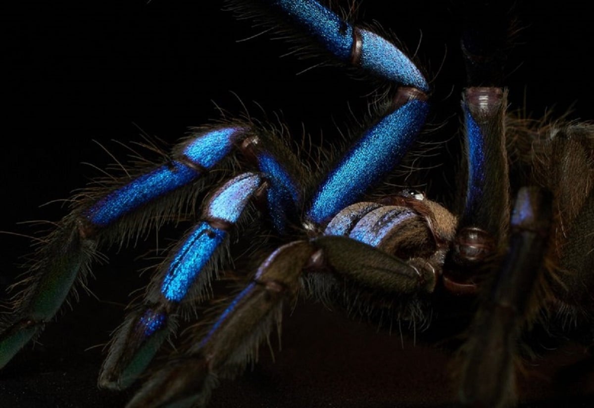 Ανακαλύφθηκε νέο είδος μπλε ηλεκτρίκ ταραντούλας
