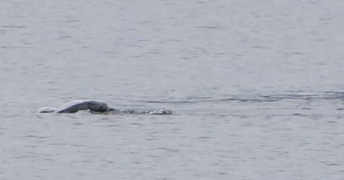 Λοχ Νες: Τι είναι αυτό που κάνει τους ανθρώπους να ψάχνουν το αόρατο τέρας