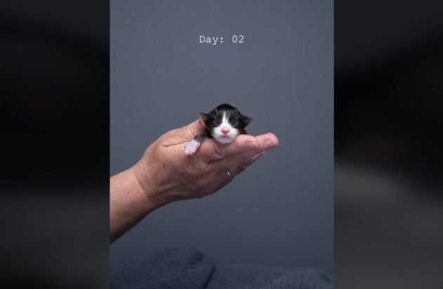 Viral στο TikTok: Δημοφιλή time-lapse βίντεο δείχνει γατάκι που ονομάζεται Tuxedo να μεγαλώνει