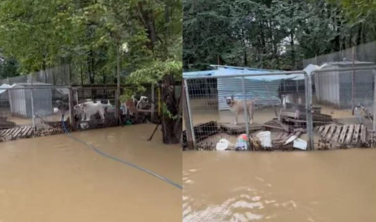 Ζώα πλημμύρες