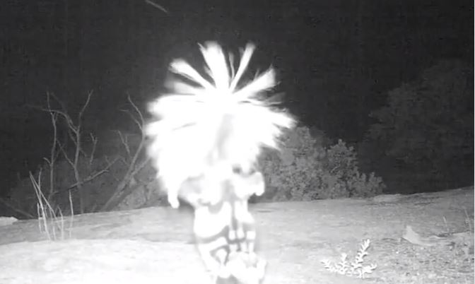 «Τι κοιτάζω;» – Ένα μυστηριώδες ζώο που πιάστηκε σε νυχτερινή κάμερα προκαλεί… σύγχυση