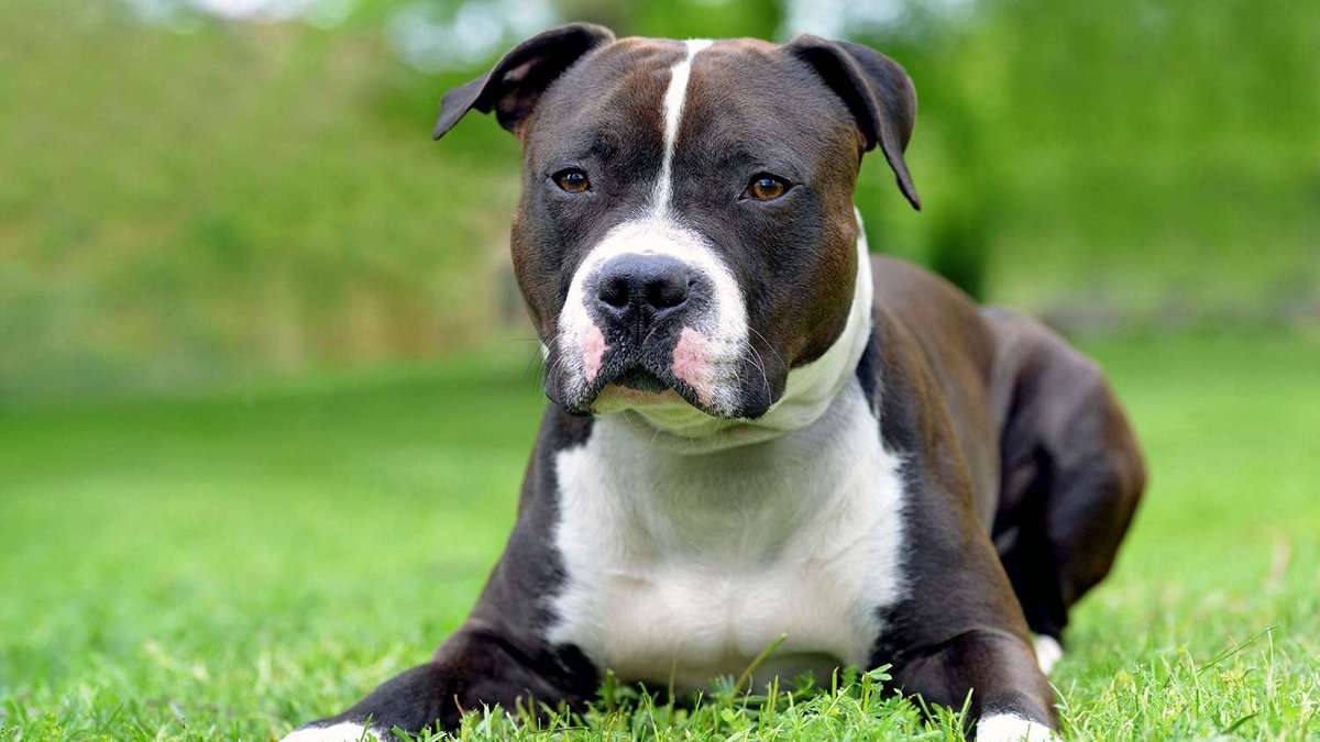 4 Οκτωβρίου: Παγκόσμια Ημέρα των Ζώων