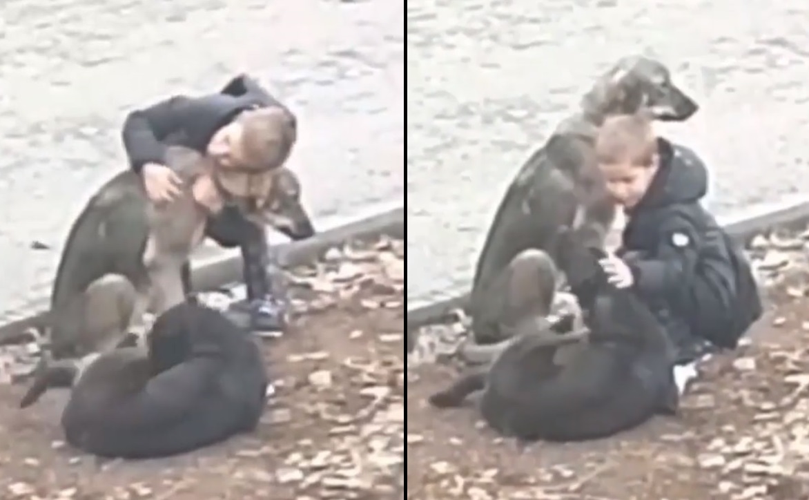 Ένα αγόρι σταμάτησε για να αγκαλιάσει δύο αδέσποτα σκυλιά όταν νόμιζε ότι δεν κοιτούσε κανείς – Βίντεο