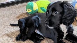 Άριελ σκύλος