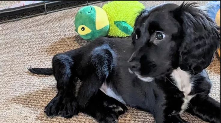 Άριελ σκύλος