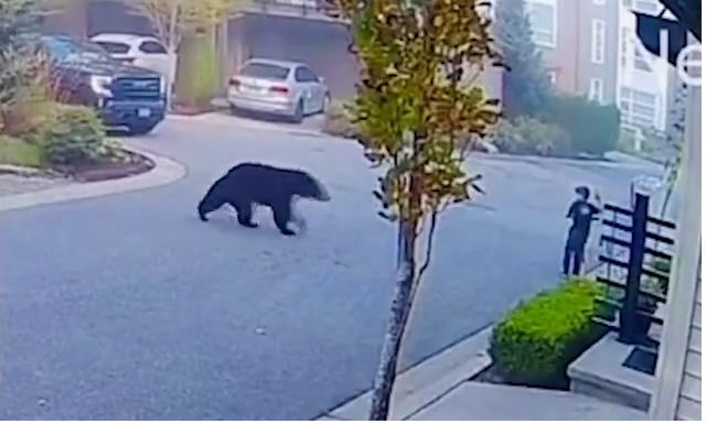 Βίντεο: Η συγκλονιστική στιγμή που μαύρη αρκούδα καταδιώκει ένα παιδί