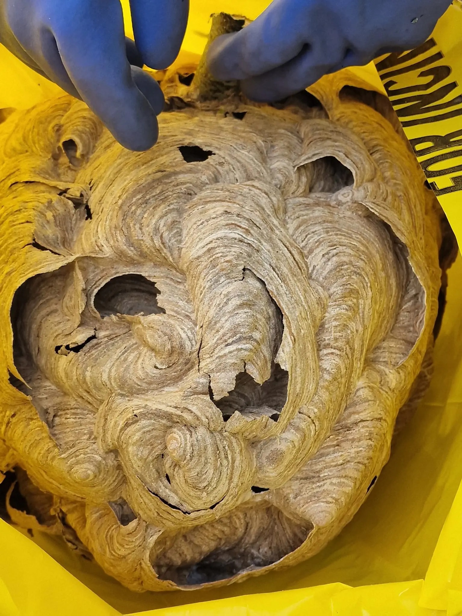 Γιγάντια ασιατική σφήκα δολοφόνος φωλιά