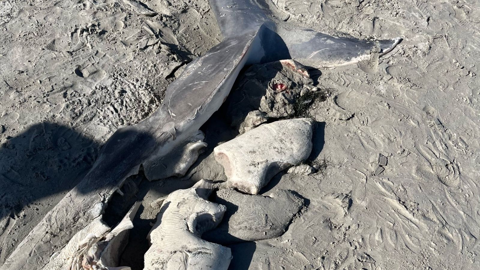 Αυστραλία Μεγάλος Λευκός Καρχαρίας