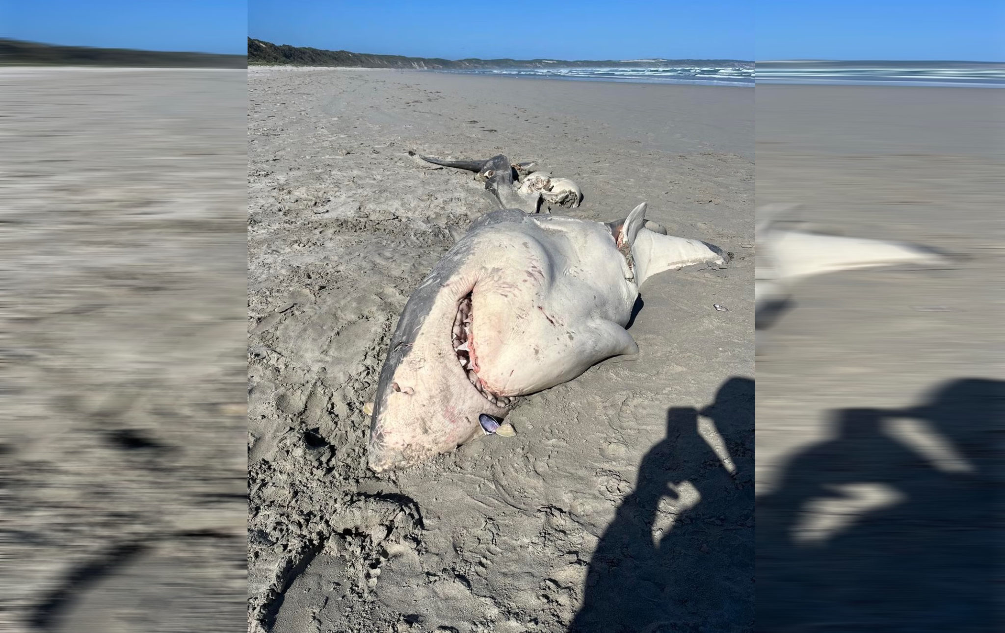 Αυστραλία Μεγάλος Λευκός Καρχαρίας