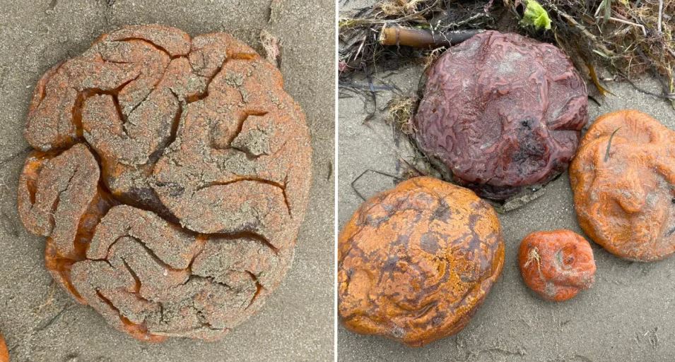 Περίεργη ανακάλυψη σε παραλία – Το παράξενο εύρημα που μοιάζει με ανθρώπινο εγκέφαλο