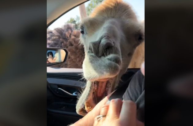 Η προσπάθεια μιας γυναίκας να ταΐσει στρουθοκάμηλο - Ξεκαρδιστικό βίντεο με άτακτη καμήλα