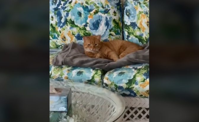 Γάτα βλέπει τον «πρώην φίλο της» για πρώτη φορά και η αντίδρασή της είναι ξεκαρδιστική (βίντεο)