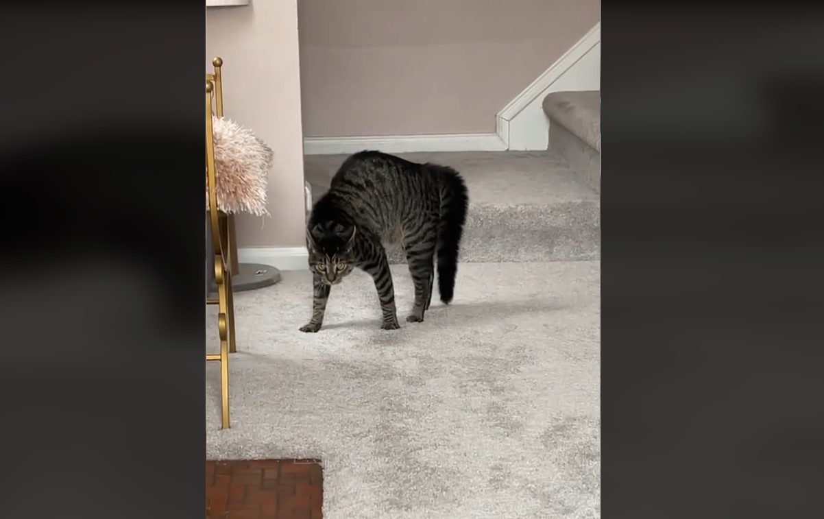 Η ξεκαρδιστική αντίδραση μιας γάτας όταν κάποιος τόλμησε να καθίσει στη θέση της – Βίντεο
