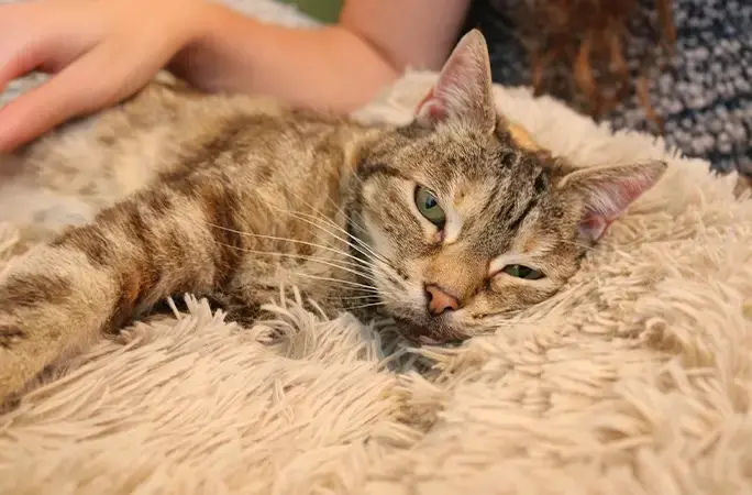 γάτα Ρεκόρ Γκίνες 