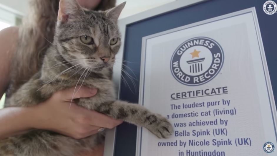 γάτα Ρεκόρ Γκίνες