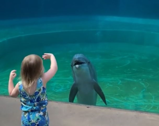 Δελφίνι σταματά για να μιλήσει με ένα αξιολάτρευτο παιδάκι στο ενυδρείο - Φανταστικό βίντεο