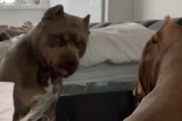 Ξεκαρδιστικό βίντεο: Η αντίδραση ενός πιτ μπουλ όταν βλέπει τον εαυτό του στον καθρέφτη