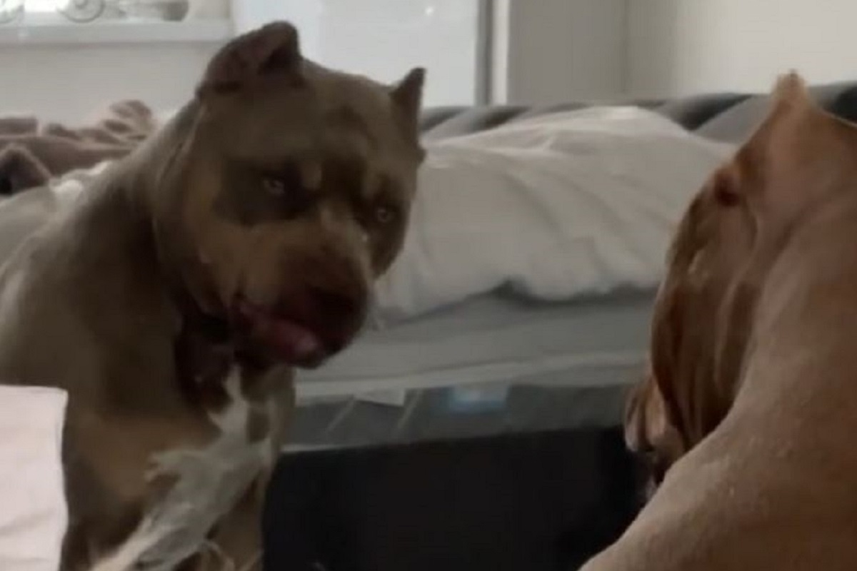 Ξεκαρδιστικό βίντεο: Η αντίδραση ενός πιτ μπουλ όταν βλέπει τον εαυτό του στον καθρέφτη