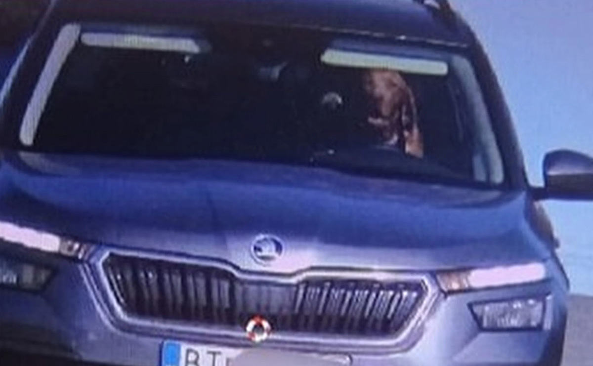 Κάμερα ταχύτητας σε αυτοκινητόδρομο «έπιασε» σκύλο πίσω από το τιμόνι - Πρόστιμο στον οδηγό