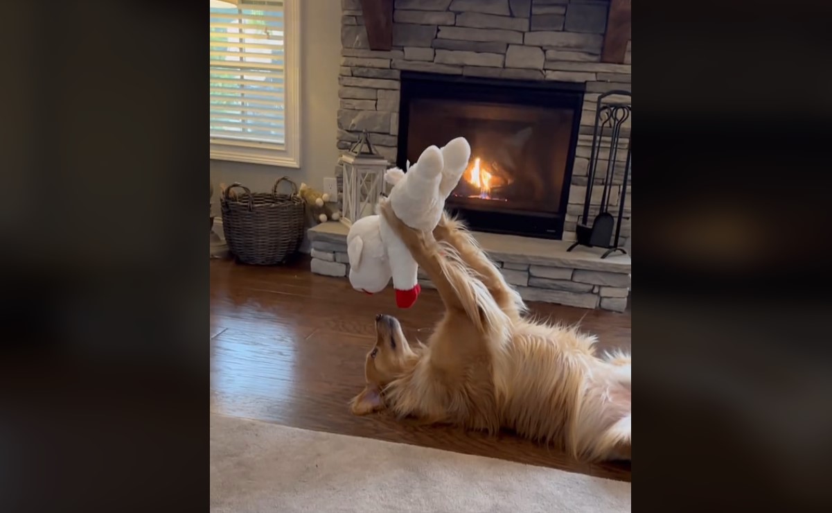 dog with his favorite toy - touching moment - video