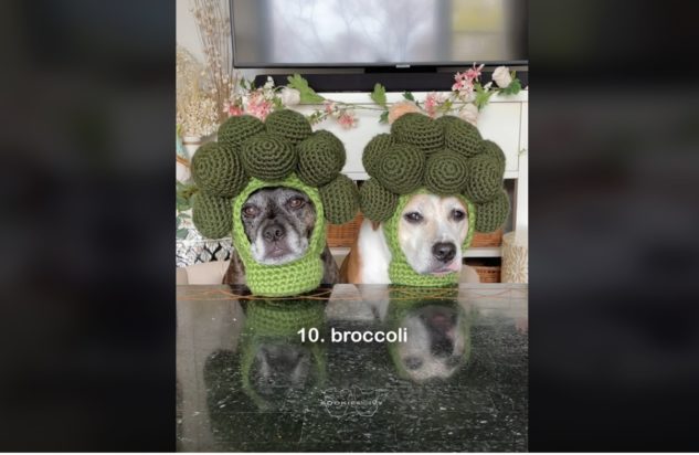 Βίντεο: Πλέκει καπέλα για τα σκυλάκια που διέσωσε