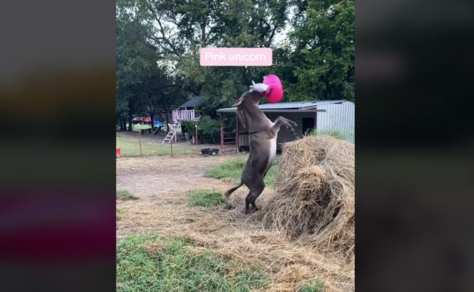 Βίντεο: Το γαϊδουράκι ενθουσιάζεται με τον ροζ μονόκερο