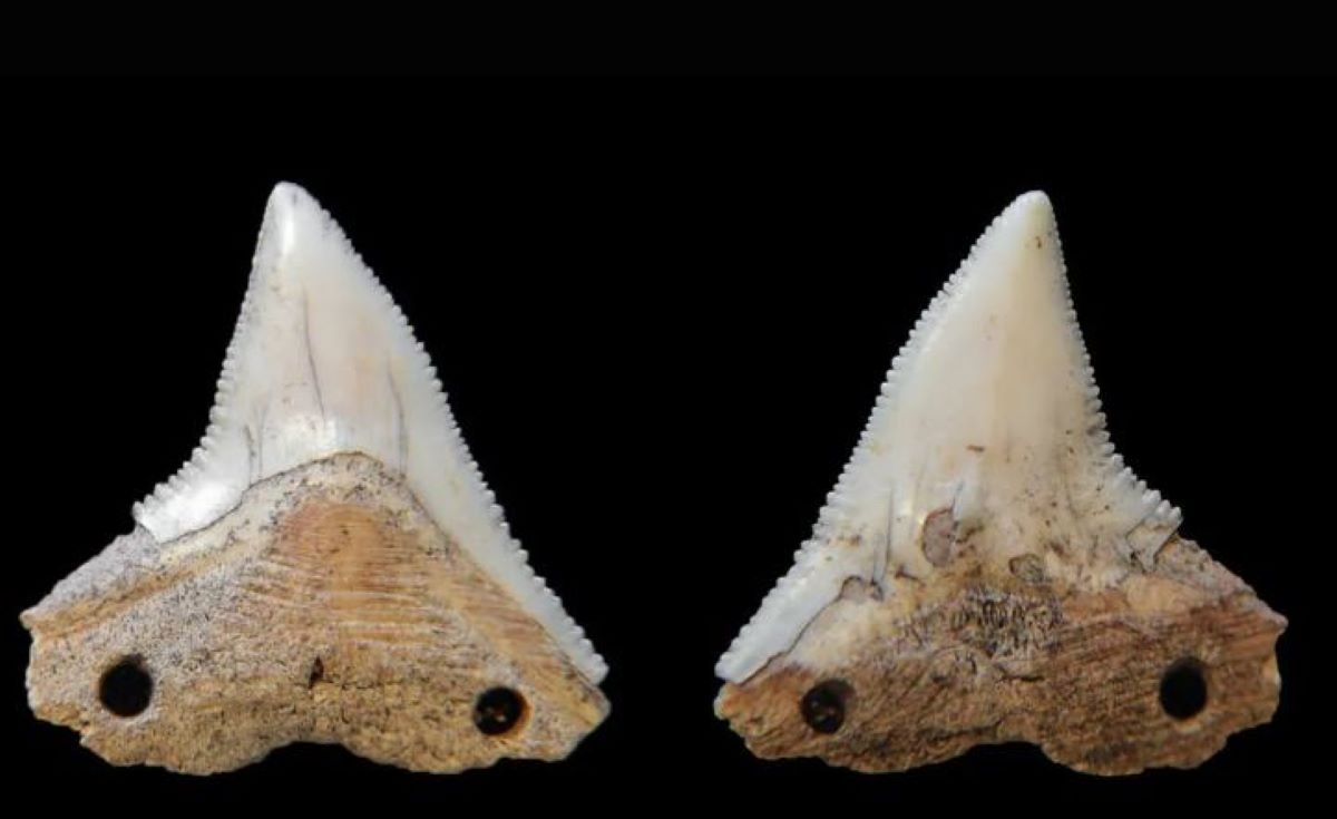 Όπλα ηλικίας 7.000 ετών από κοφτερά δόντια τεράστιου καρχαρία: Η ανακάλυψη που αλλάζει τα δεδομένα