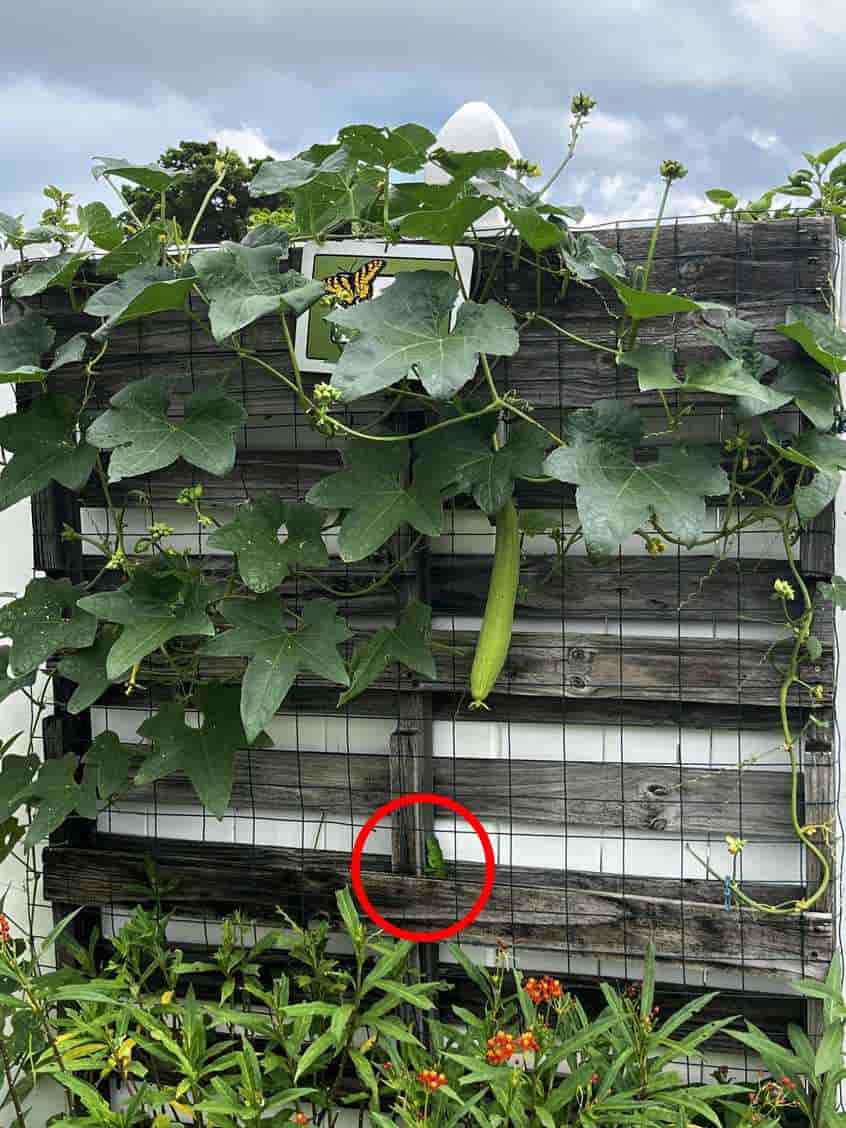 οπτική ψευδαίσθηση