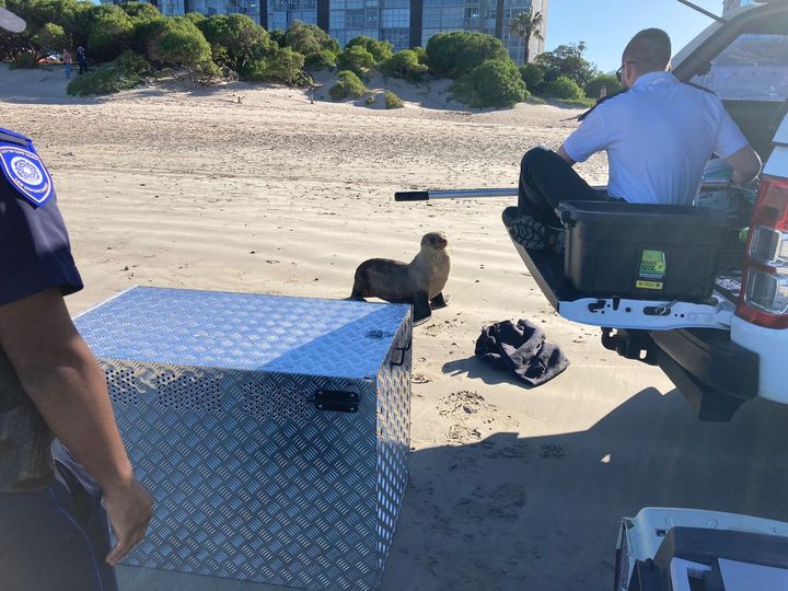 Φώκια δάγκωσε γυναίκα και πέθανε από το στρες