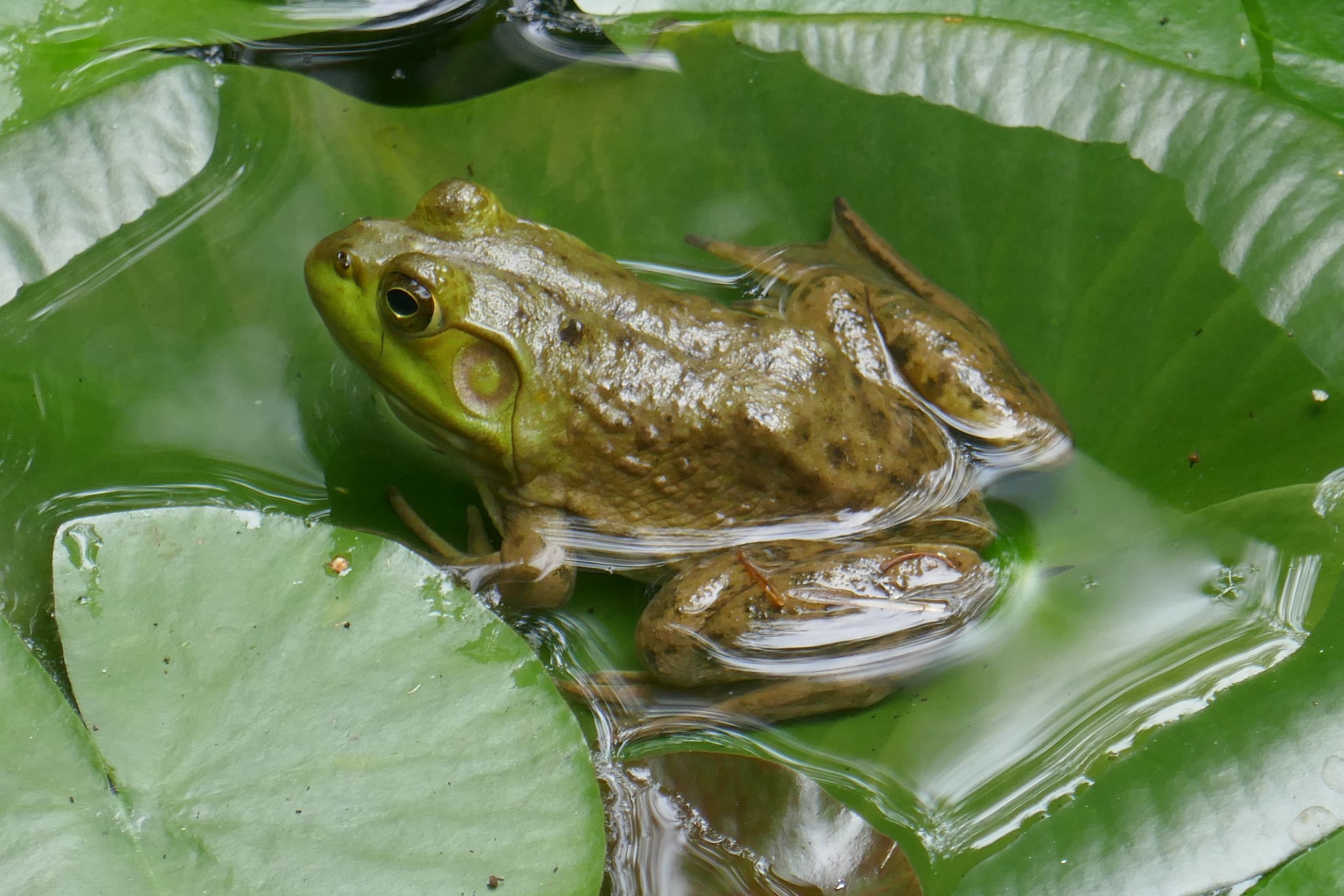 βάτραχος Βατράχι