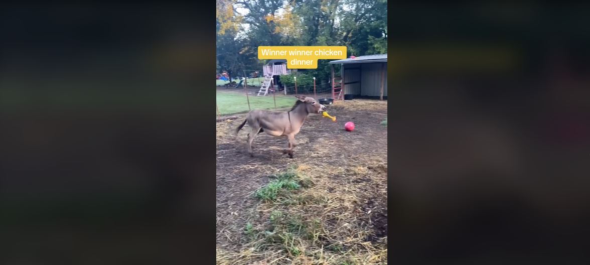 Ο Donkey σε νέες περιπέτειες – Το βίντεο με το γαϊδουράκι και το… πλαστικό κοτόπουλο