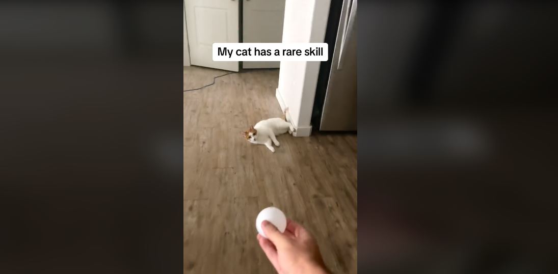 Ξεκαρδιστικό βίντεο – Η γάτα που θα ζήλευε και ο καλύτερος τερματοφύλακας