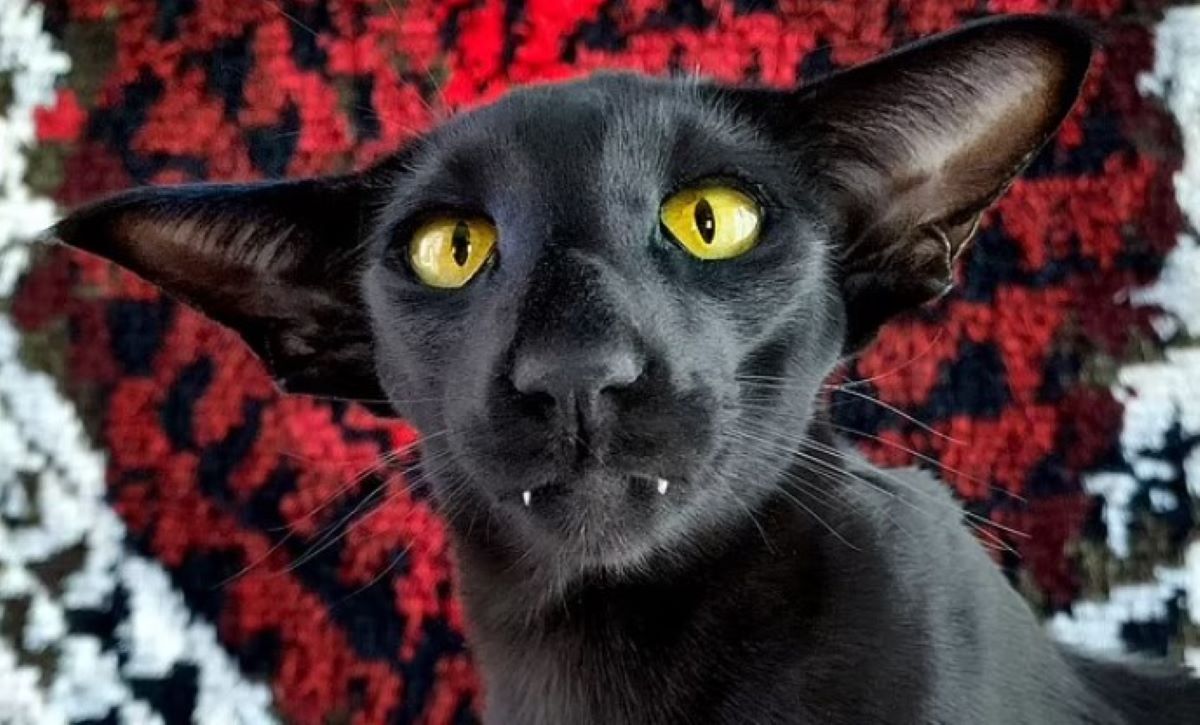 Αν ο Δράκουλας είχε γάτα τότε αυτή θα ήταν ο Τόιβο από την Φινλανδία – Aστείο βίντεο
