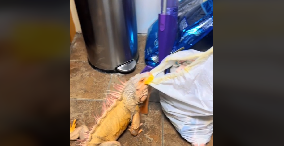 Αποφασισμένο ιγκουάνα αρπάζει σακούλα σκουπιδιών – Το χαριτωμένο βίντεο