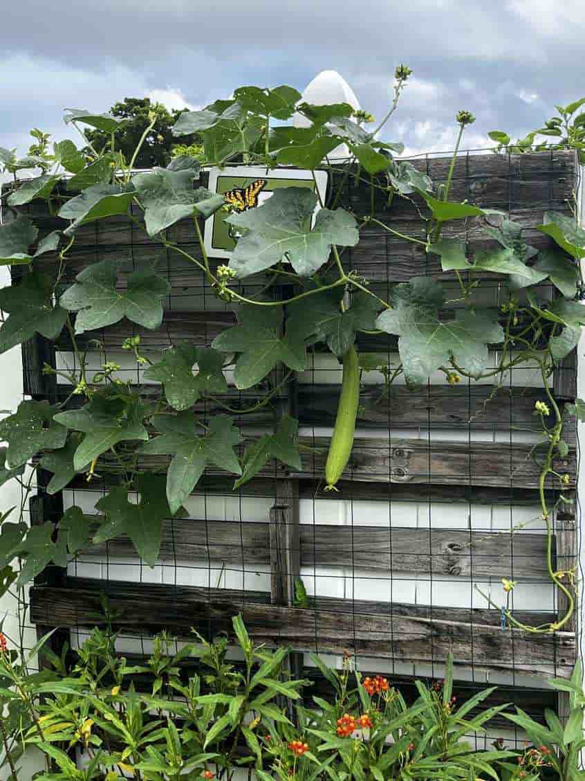 οπτική ψευδαίσθηση