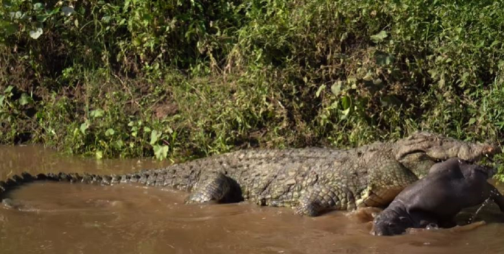 Τρομακτικό βίντεο - Η στιγμή που ένας τεράστιος κροκόδειλος τρώει ένα μωρό ιπποπόταμο