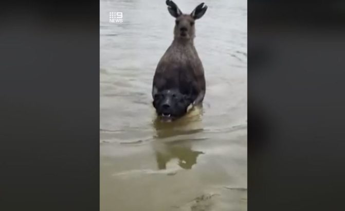 καγκουρό Αυστραλία σκύλος