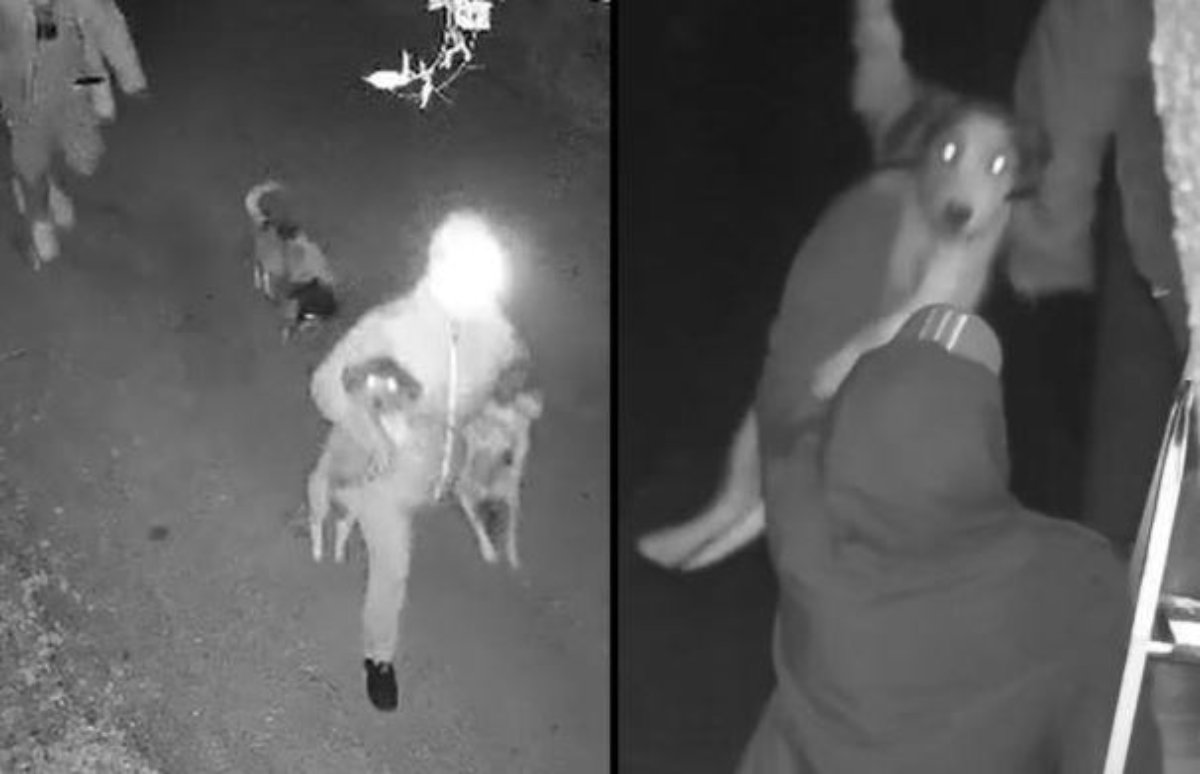 Αποτροπιασμός στην Κέρκυρα: Άγνωστοι πετούν σκυλιά από μεγάλο ύψος – ΒΙΝΤΕΟ