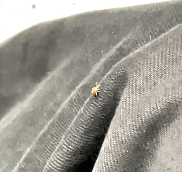 Κοριοί και στο μετρό του Λονδίνου – Βίντεο με ζωύφιο να περπατά στο πόδι επιβάτη