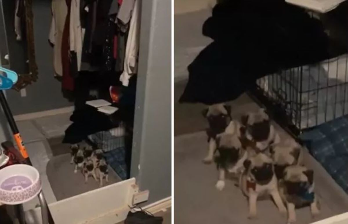 Η αστεία στιγμή που ιδιοκτήτης εισβάλλει στην μυστική συνάντηση 6 κουταβιών