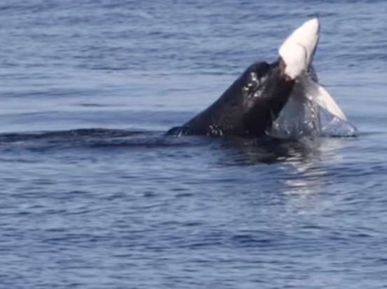 Θαλάσσιο λιοντάρι ξεσκίζει τον λαιμό ενός καρχαρία