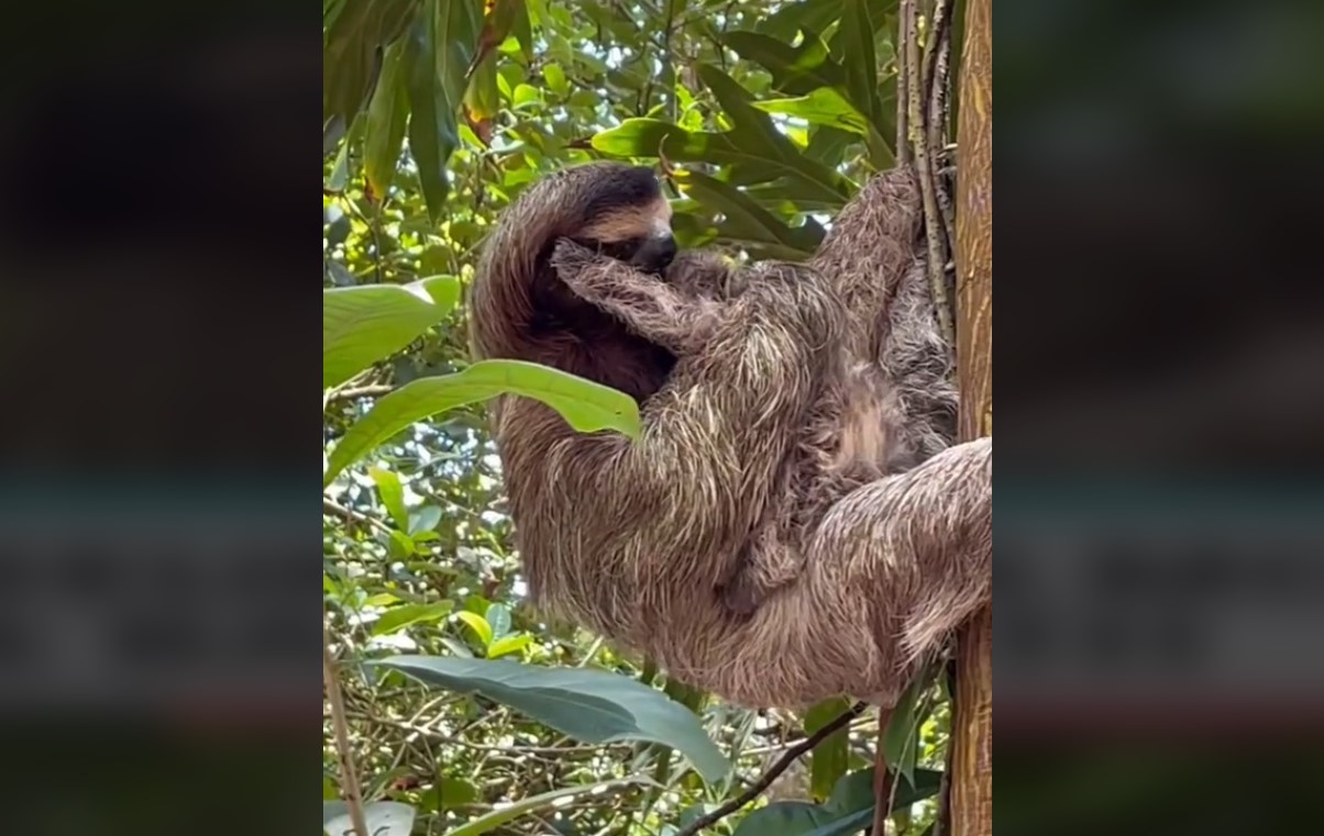 Ραγίζει καρδιές το συγκινητικό βίντεο με μωρό βραδύποδα να βρίσκει ξανά την μητέρα του